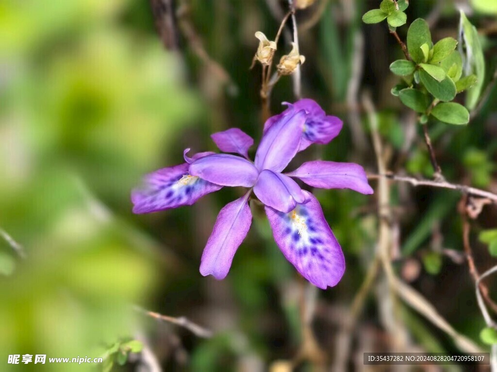 紫色花