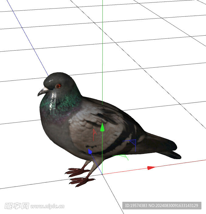 C4D模型 鴿子