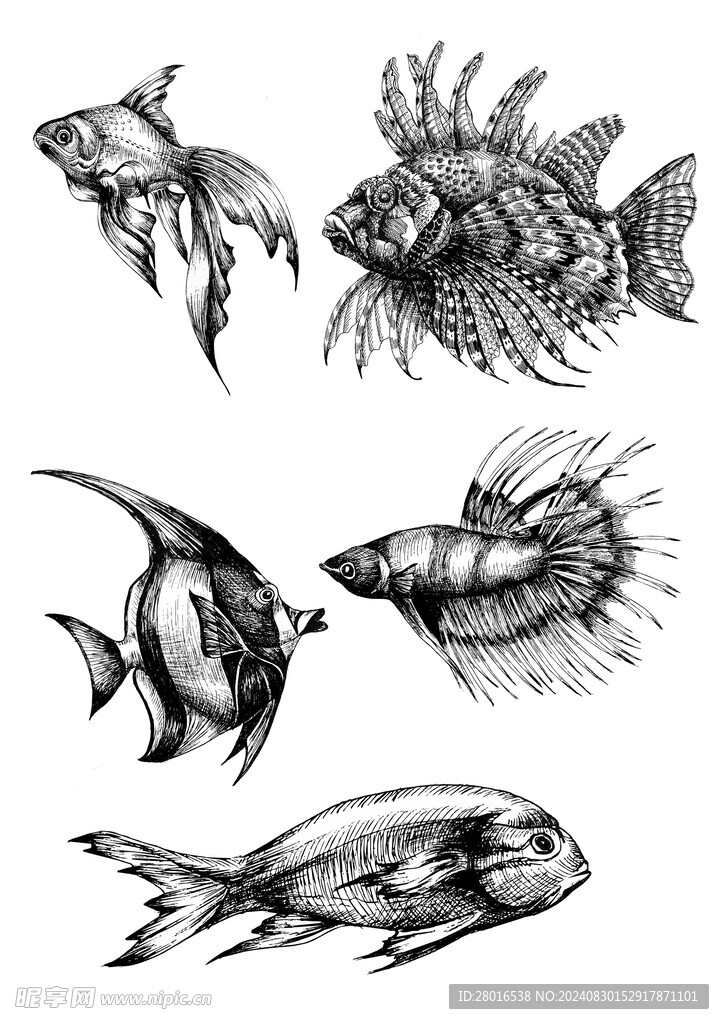 魚類手繪