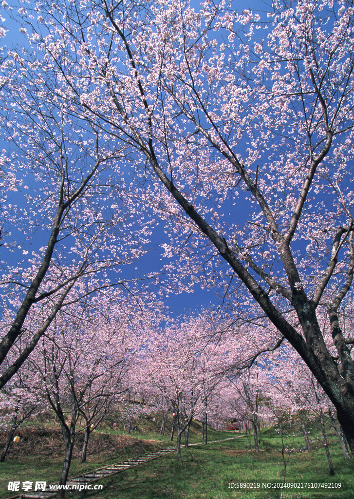 櫻花