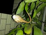 曇花初開