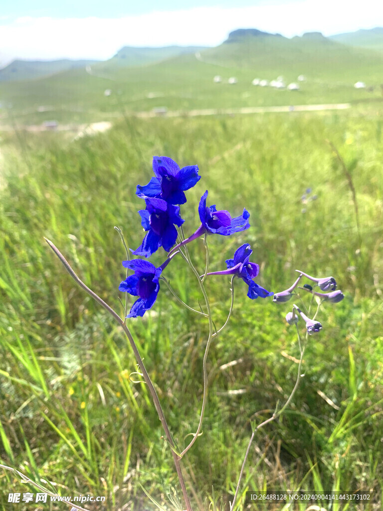 野生小蘭花