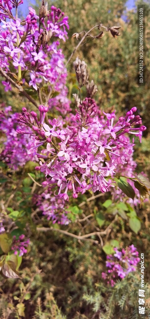 丁香花