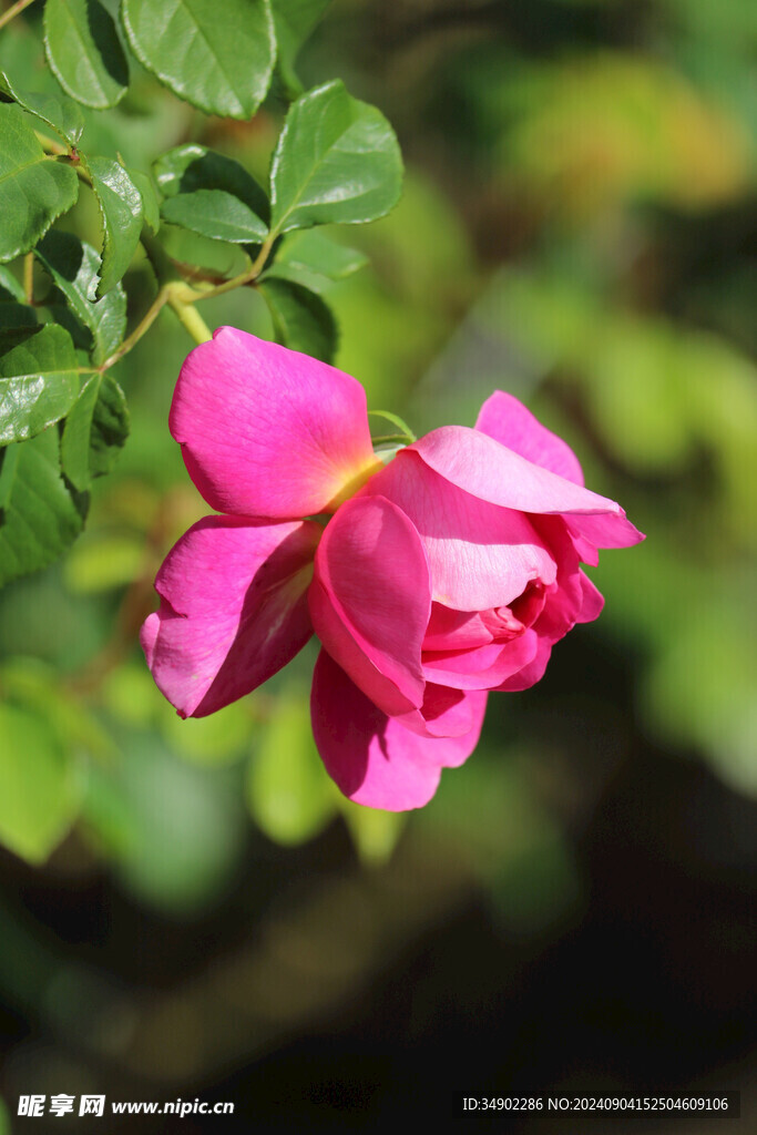 野生花朵