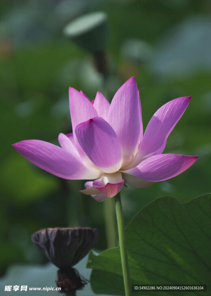一朵蓮花