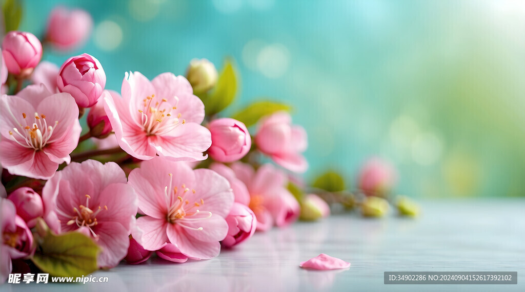 粉色櫻花