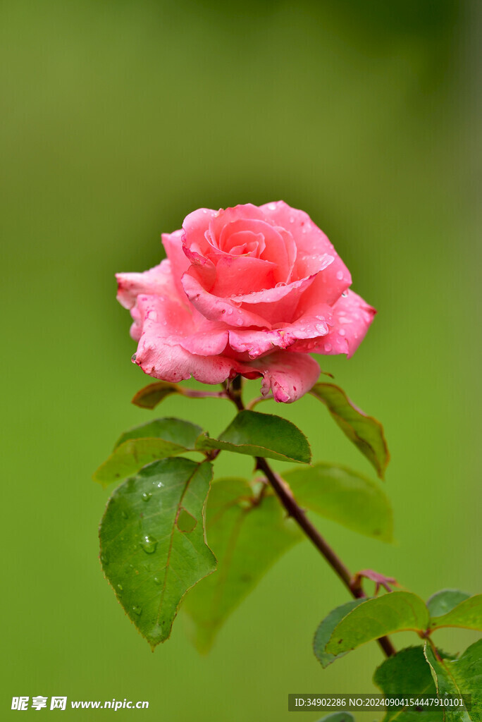 雨后花朵