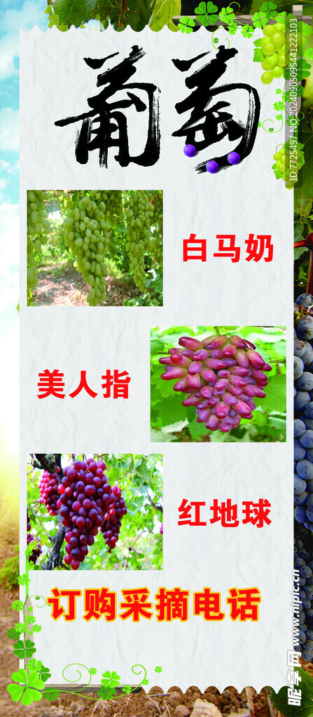 葡萄采摘