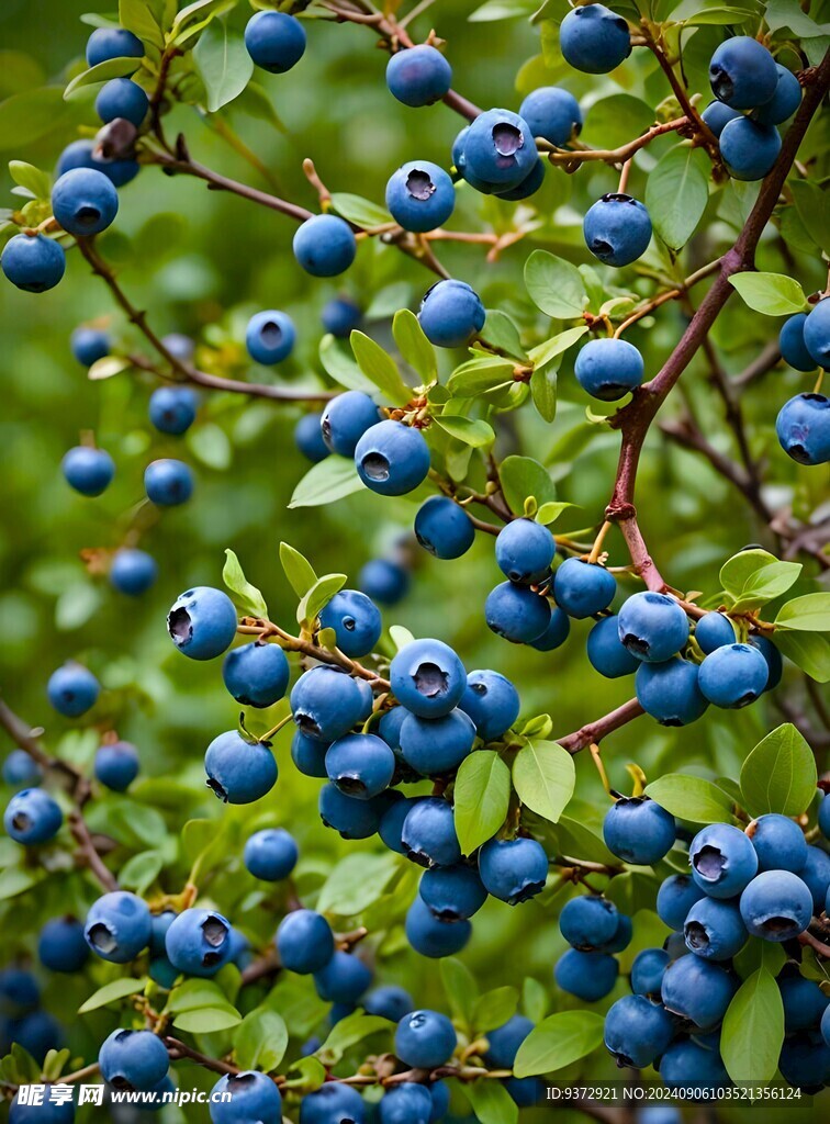 野生藍莓