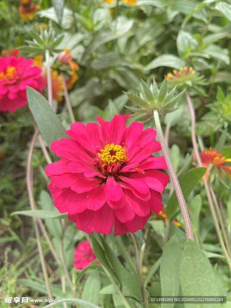 小花