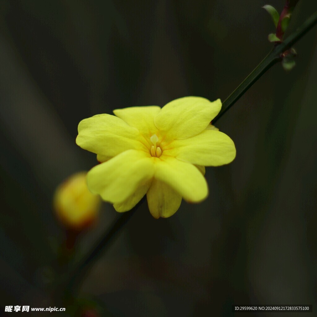 小黃花  