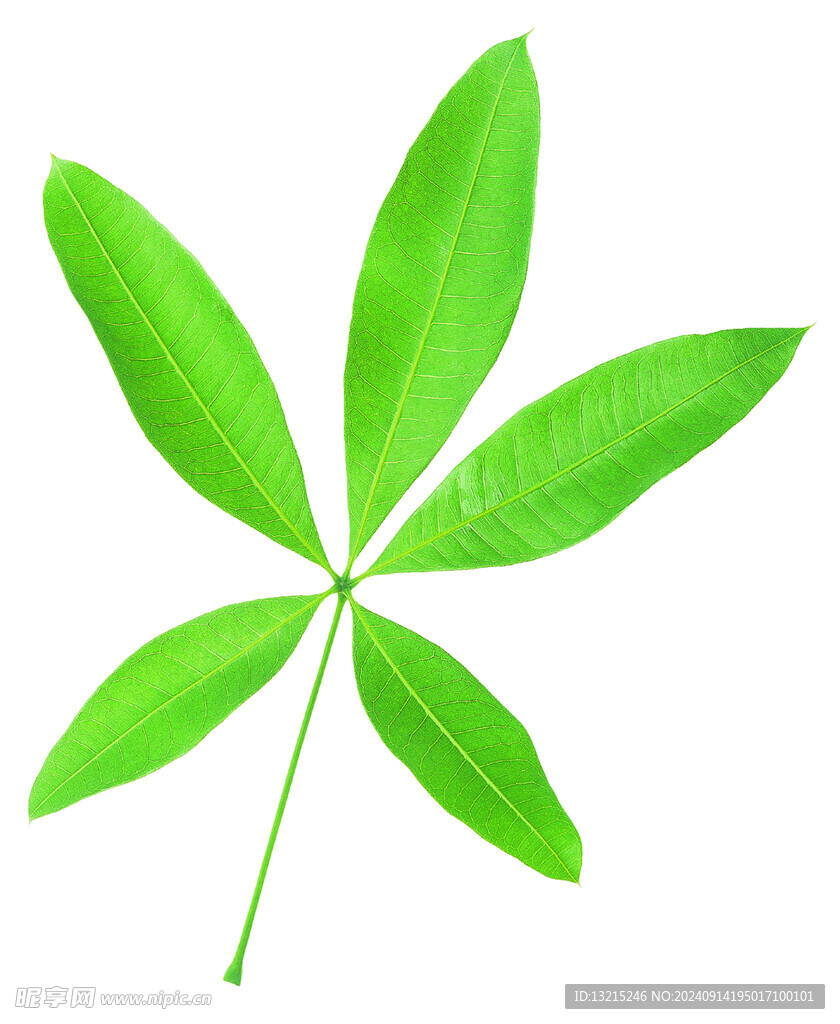 五片小葉