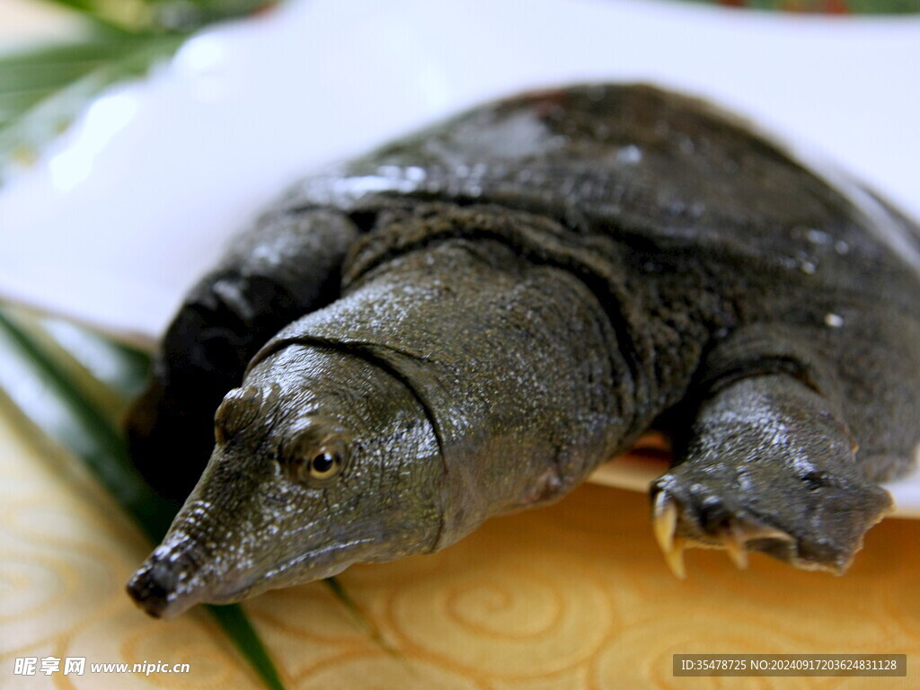 野生甲魚