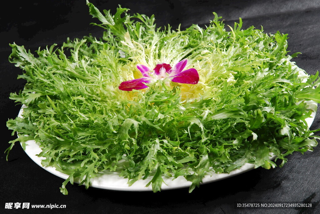 苦菊