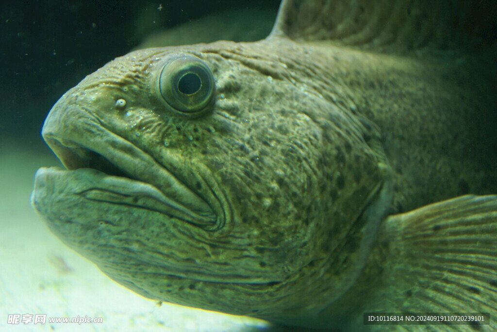 淡水魚