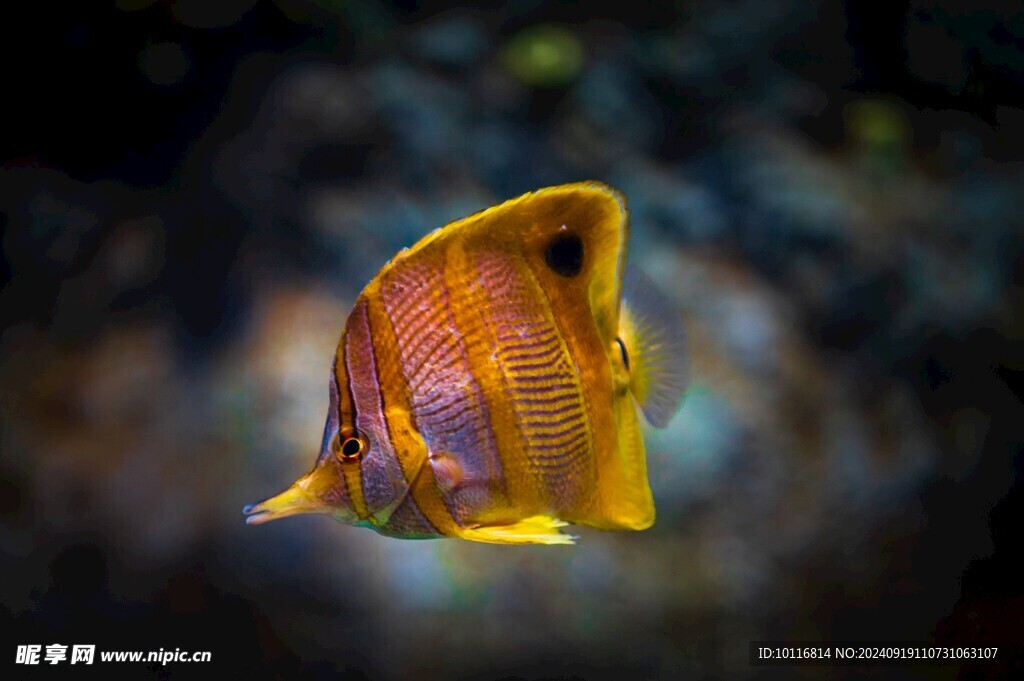 蝶魚科