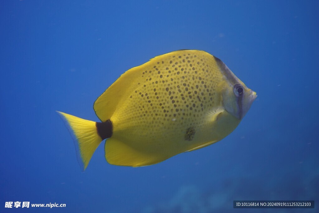 黃色魚
