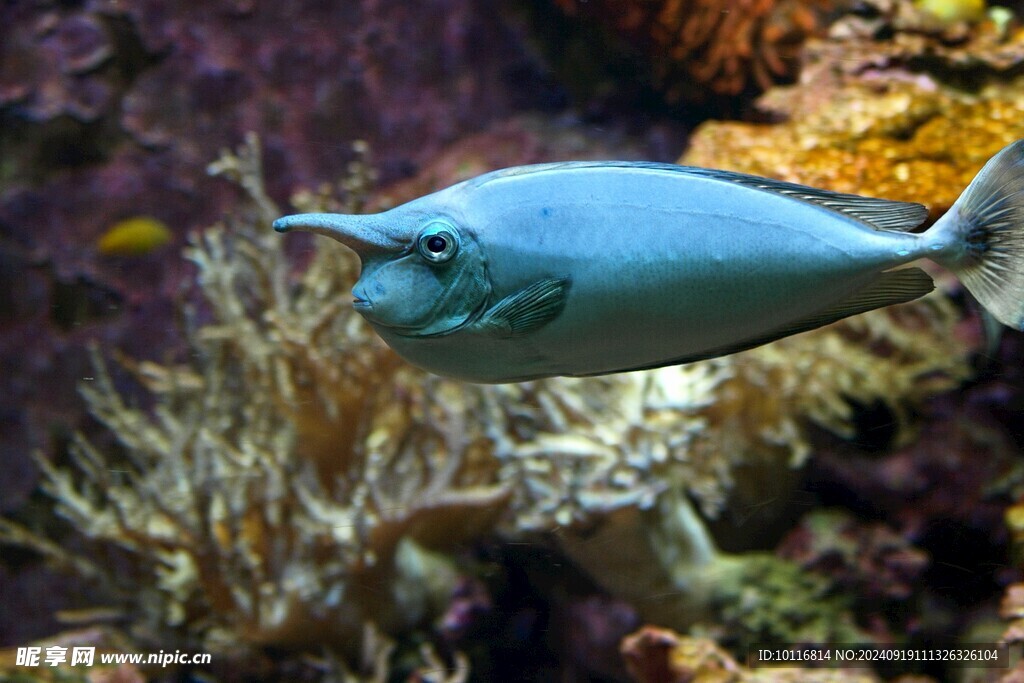 海洋魚類