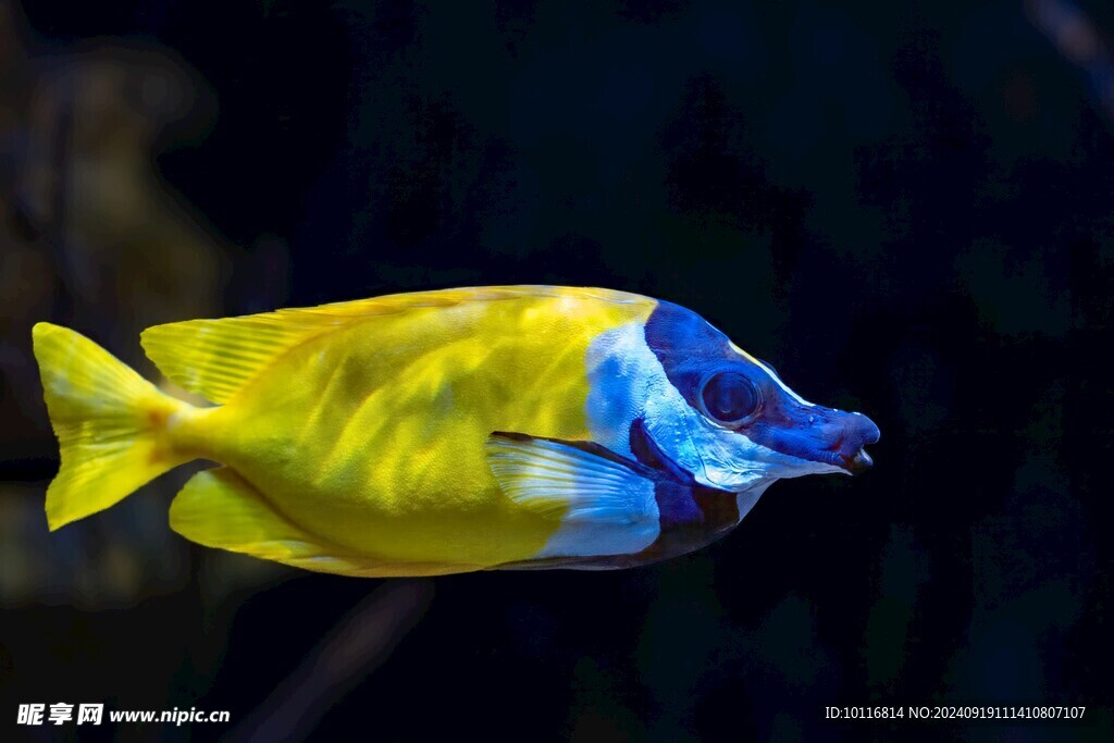 狐貍臉兔魚