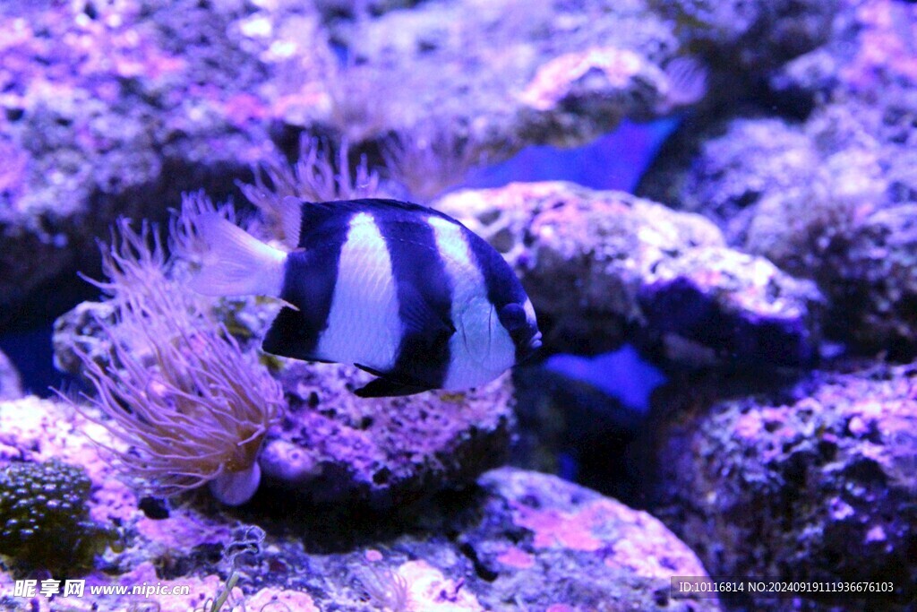 深海魚(yú)