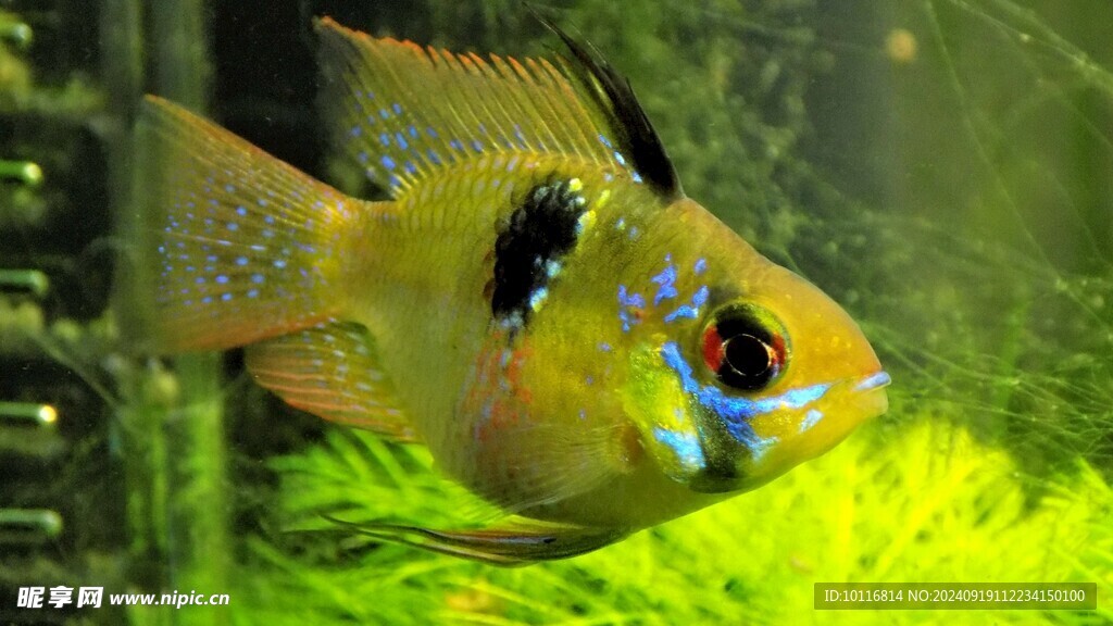 黃色魚