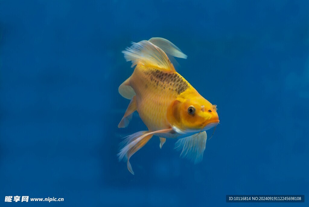 金鯉魚