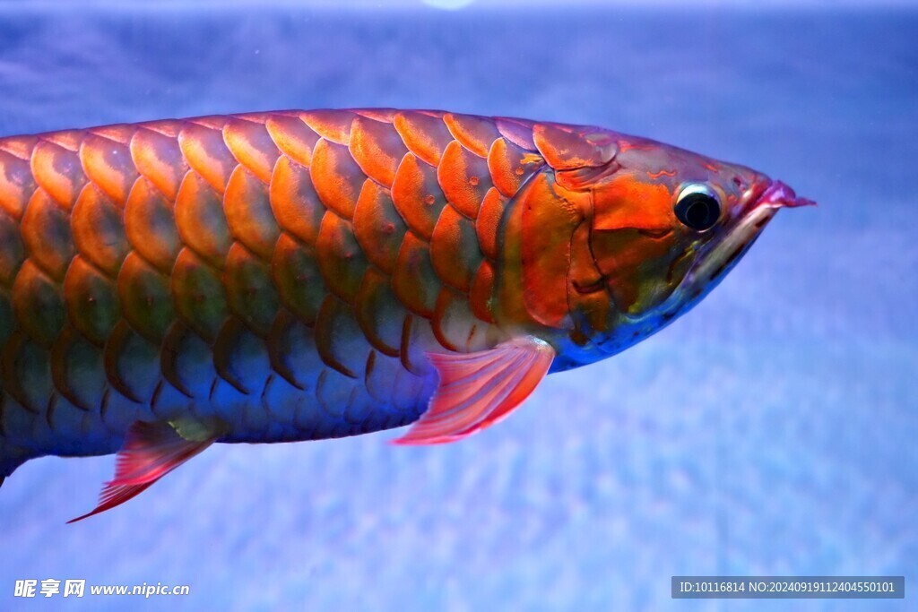 紅龍魚