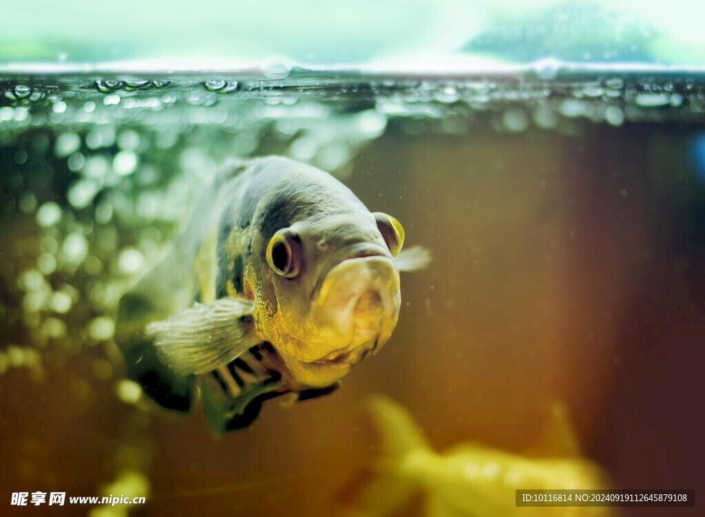 珍珠龍魚
