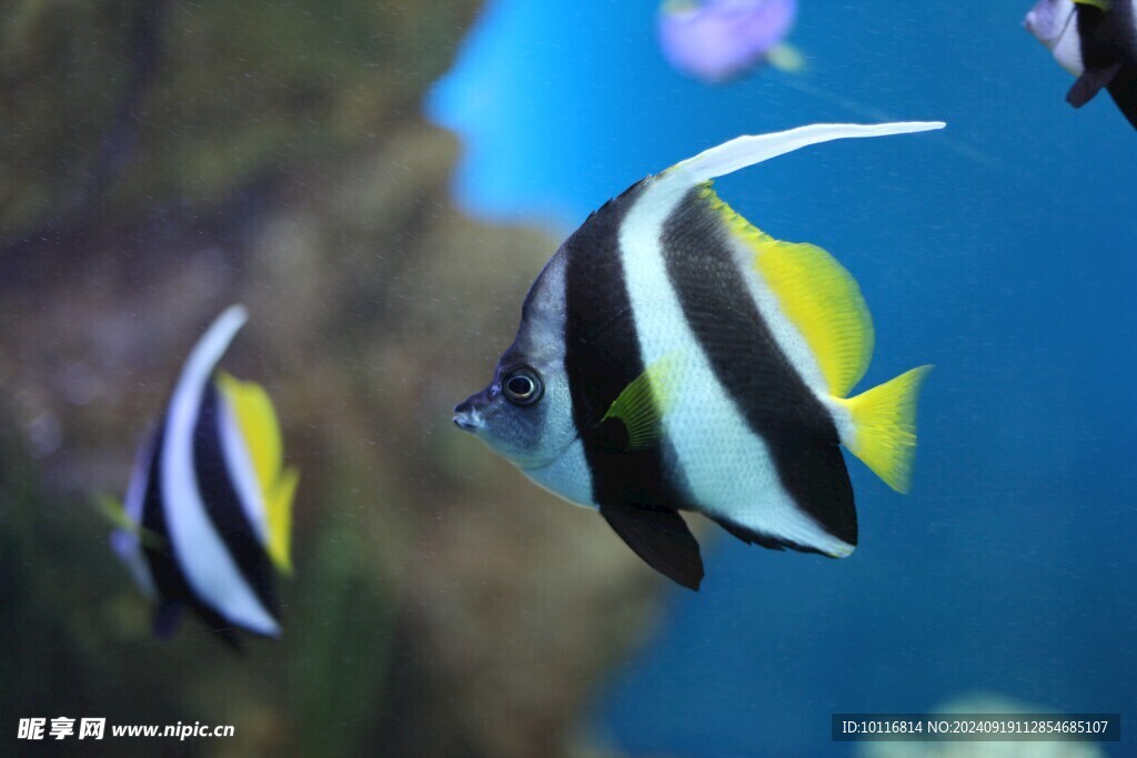條紋熱帶魚