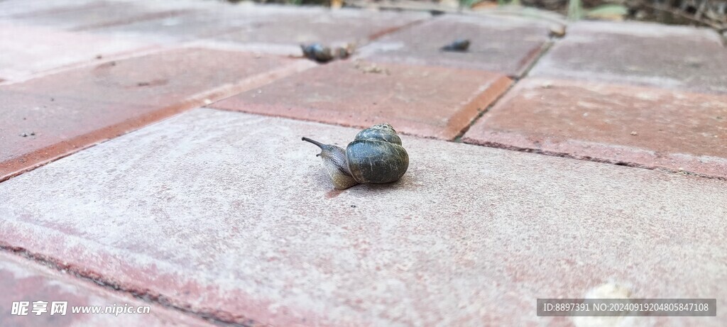 蝸牛