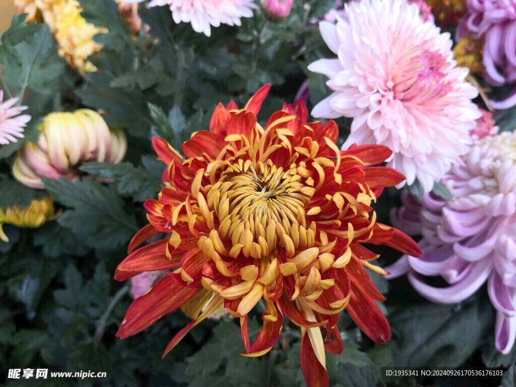 菊花圖片