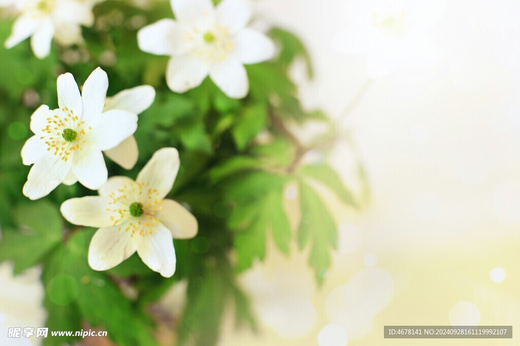 小野花圖片