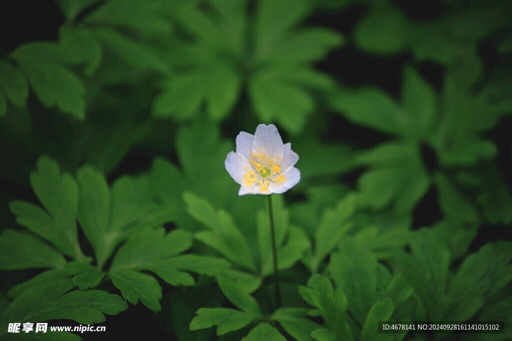 小野花圖片