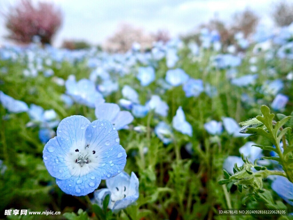 小野花圖片
