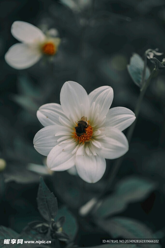 銀蓮花