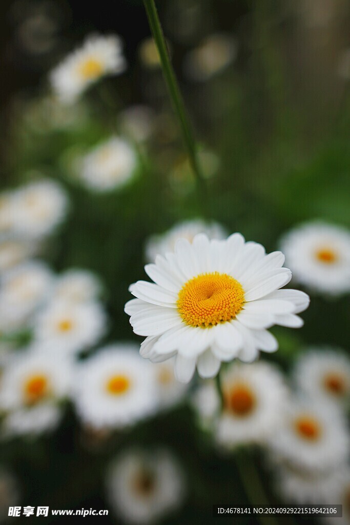 小雛菊圖片