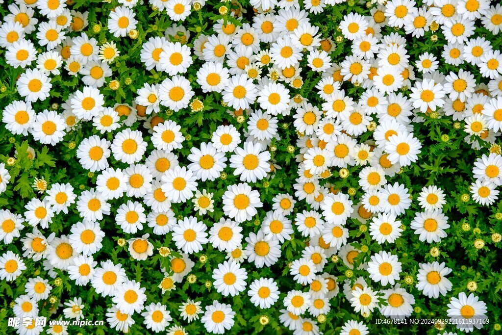 小雛菊圖片