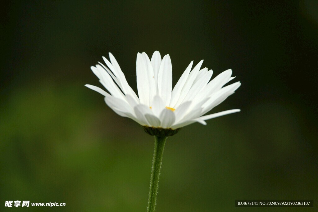 小雛菊圖片
