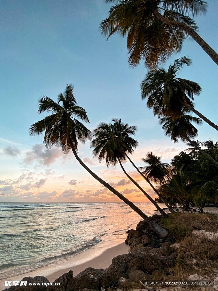 海邊椰樹