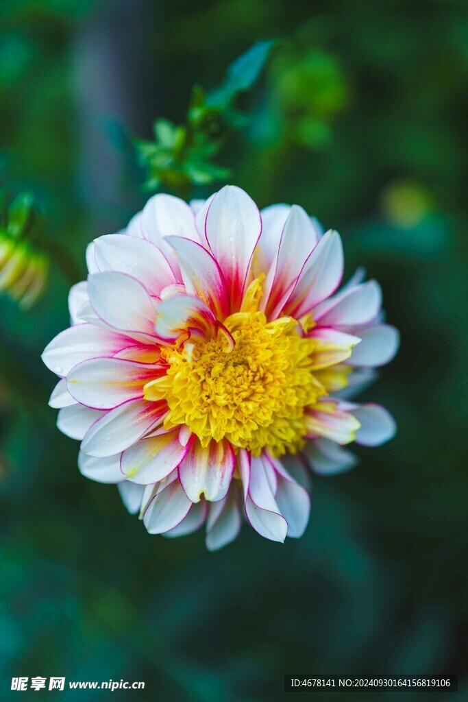 非洲菊鮮花