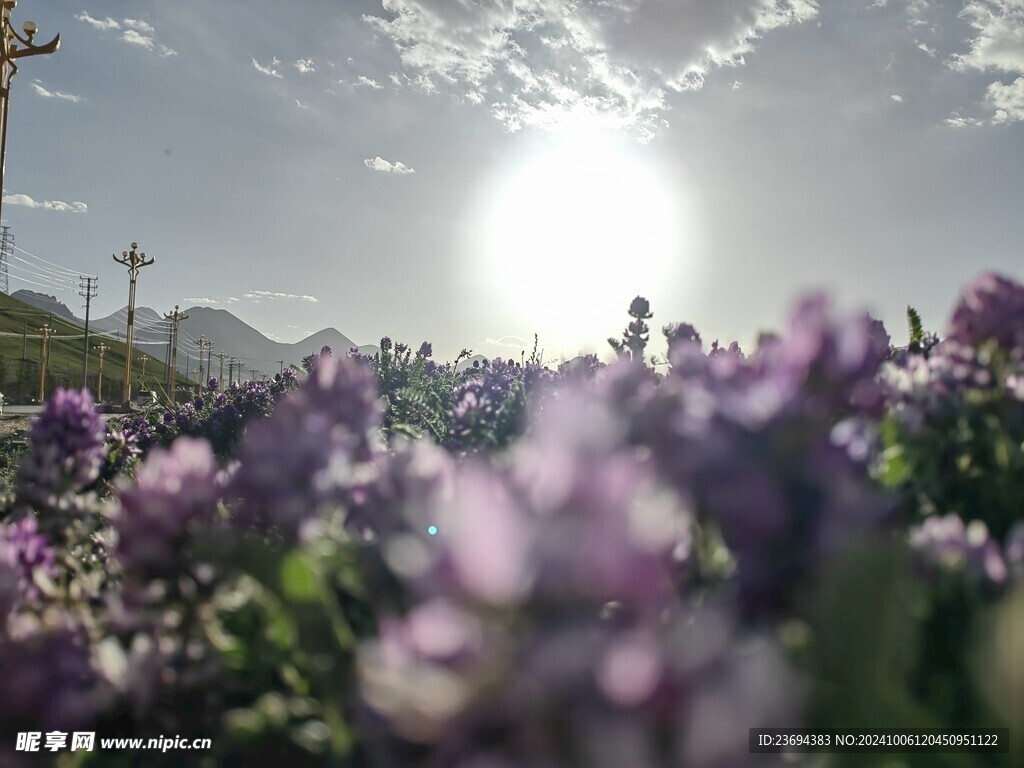 花海