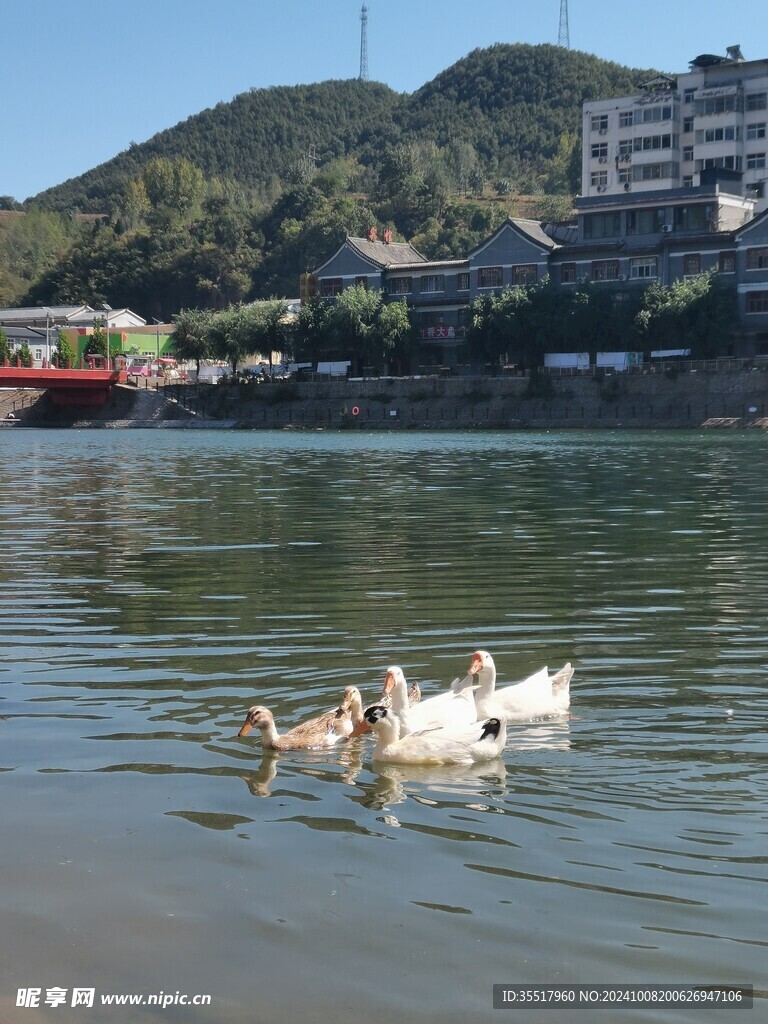 水鄉小鎮鴨子