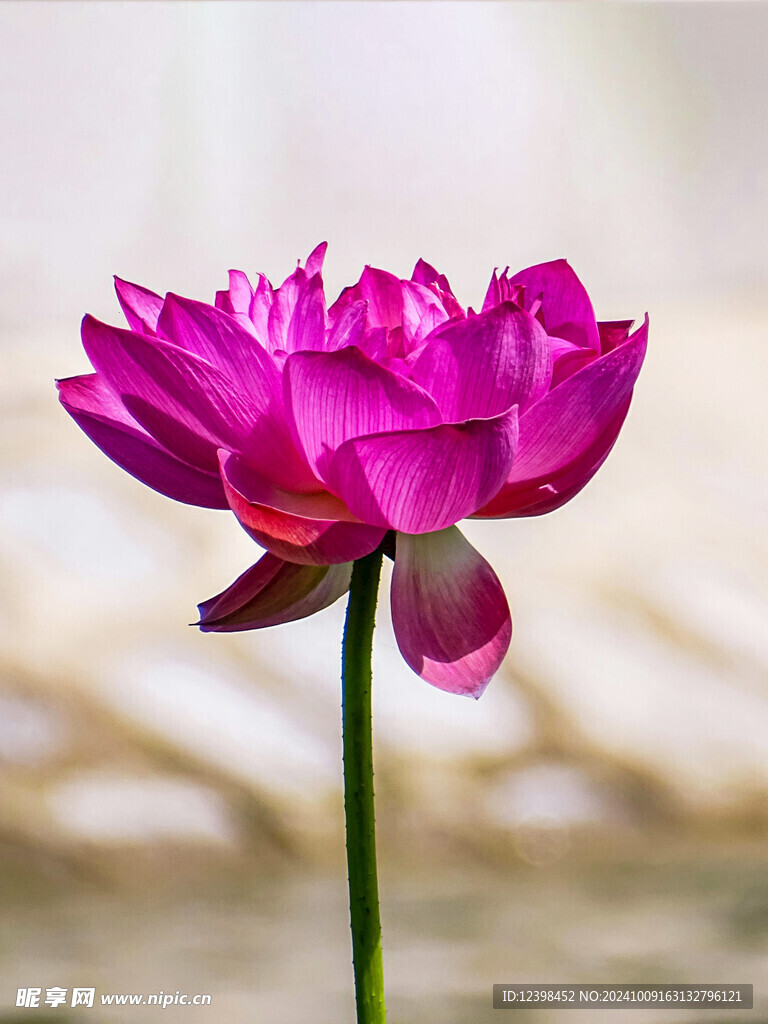 荷花荷花