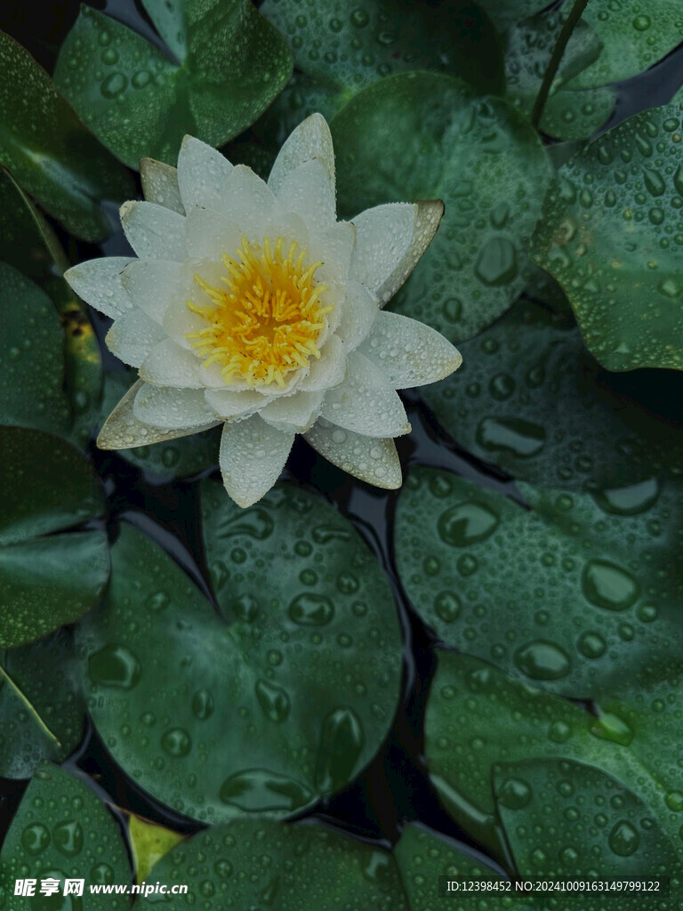 荷花荷花