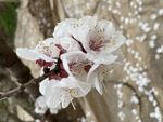 白色杏花實拍圖