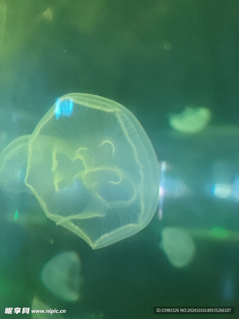 水母