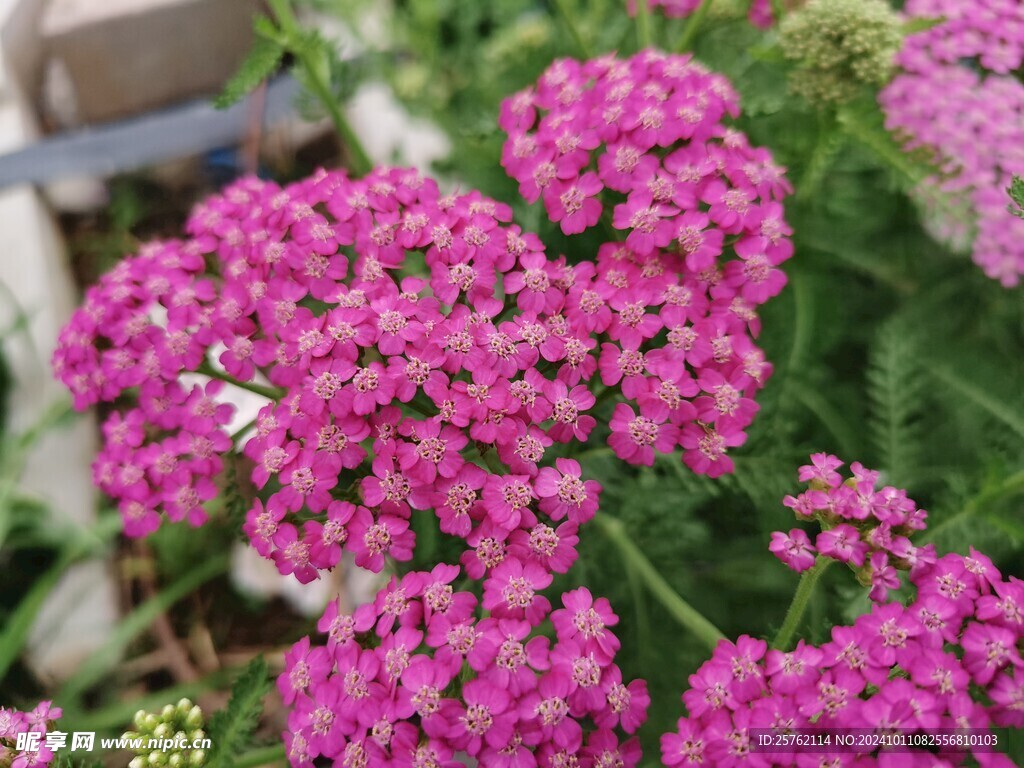 蓍