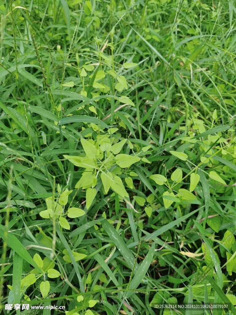 茜草