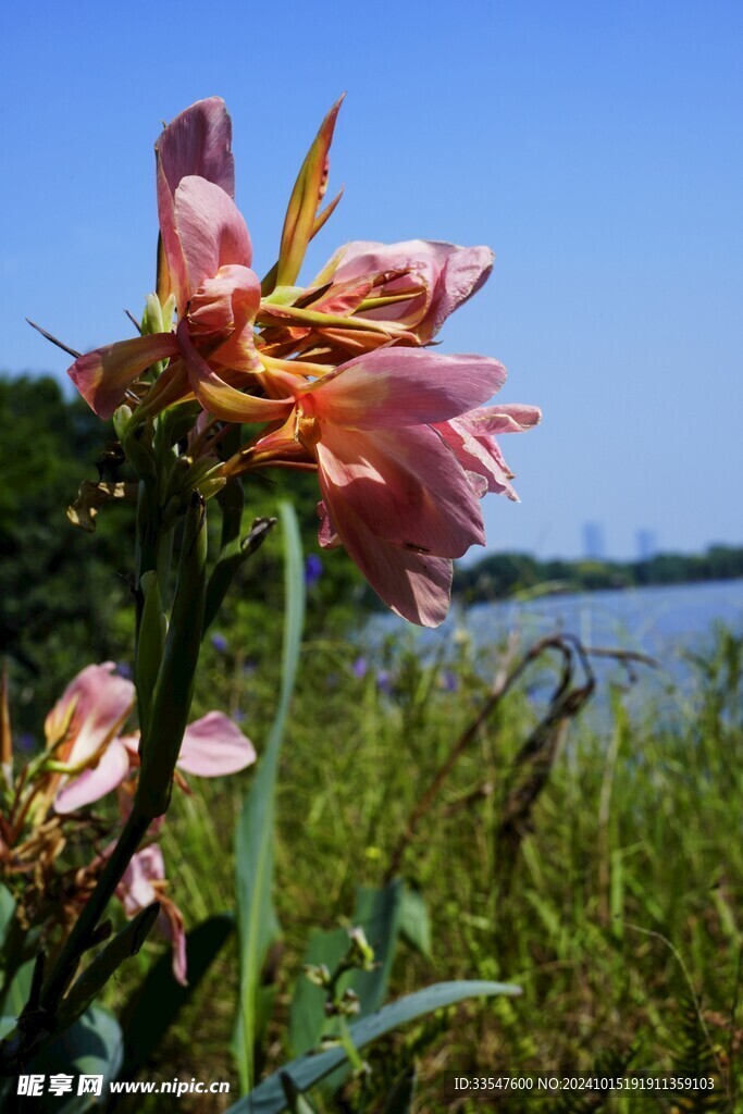 美人蕉花卉