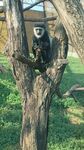 濟南野生動物園 黑白疣猴